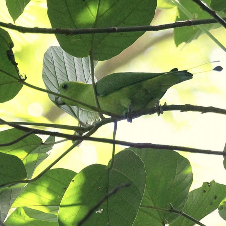 Green Racket-tail