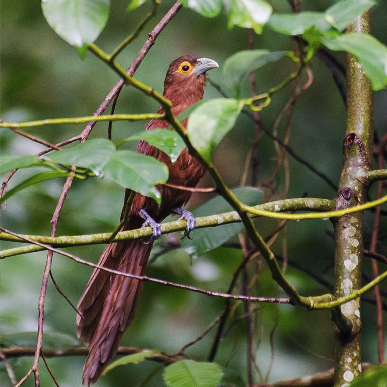 Rufous Coucal