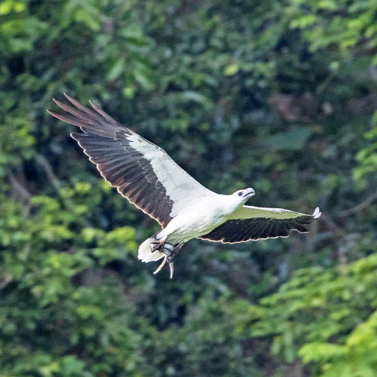 White-bellied Sea-Eagle